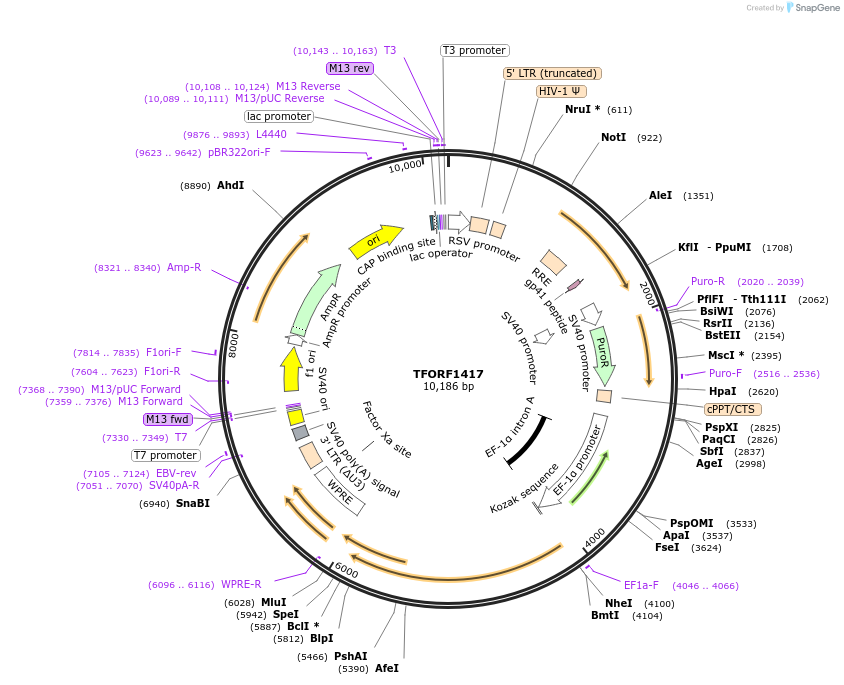 143269-plasmid-map-sequence-id-396134