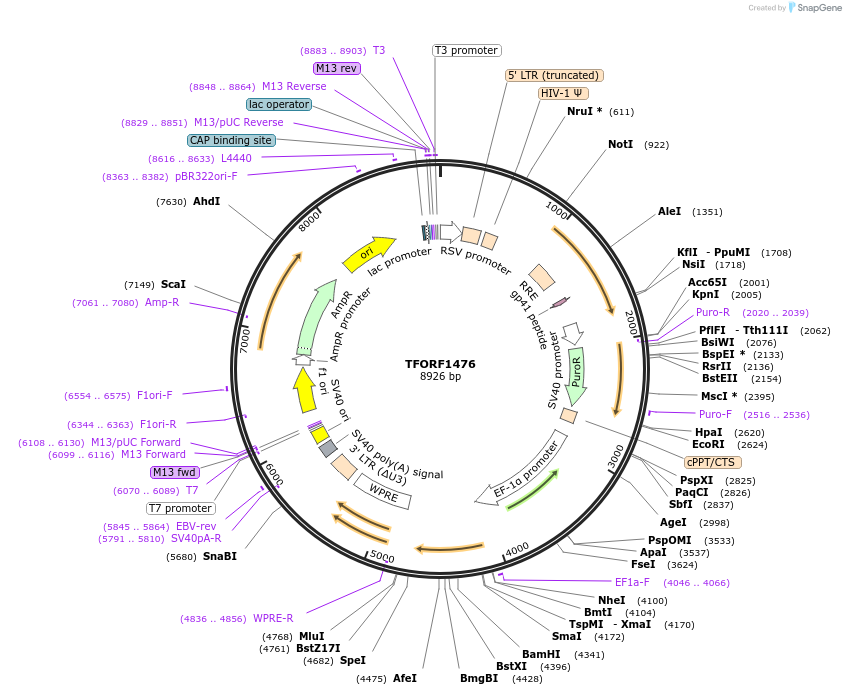 143283-plasmid-map-sequence-id-396139