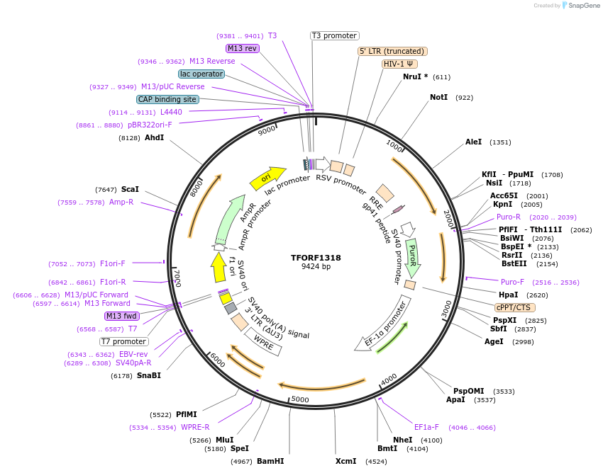 143261-plasmid-map-sequence-id-396145