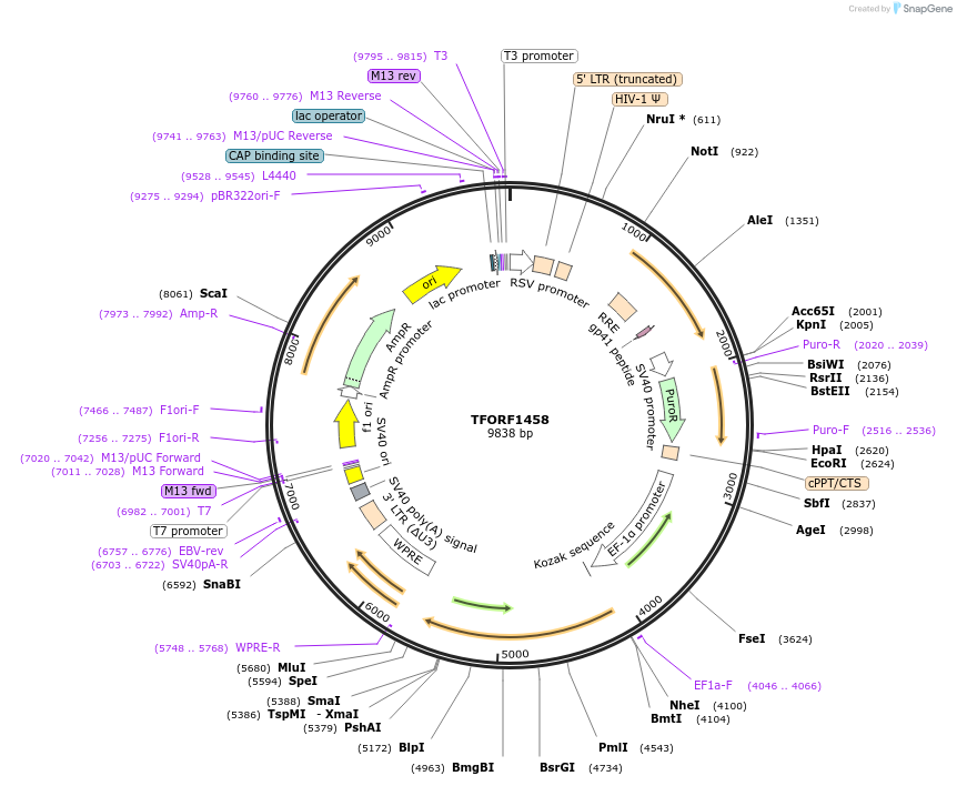 143281-plasmid-map-sequence-id-396153