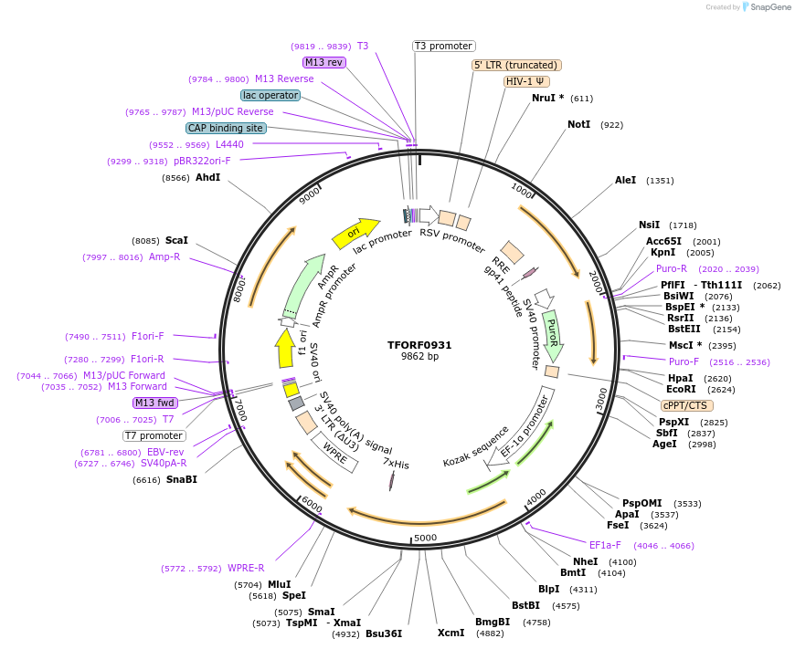 143243-plasmid-map-sequence-id-396155