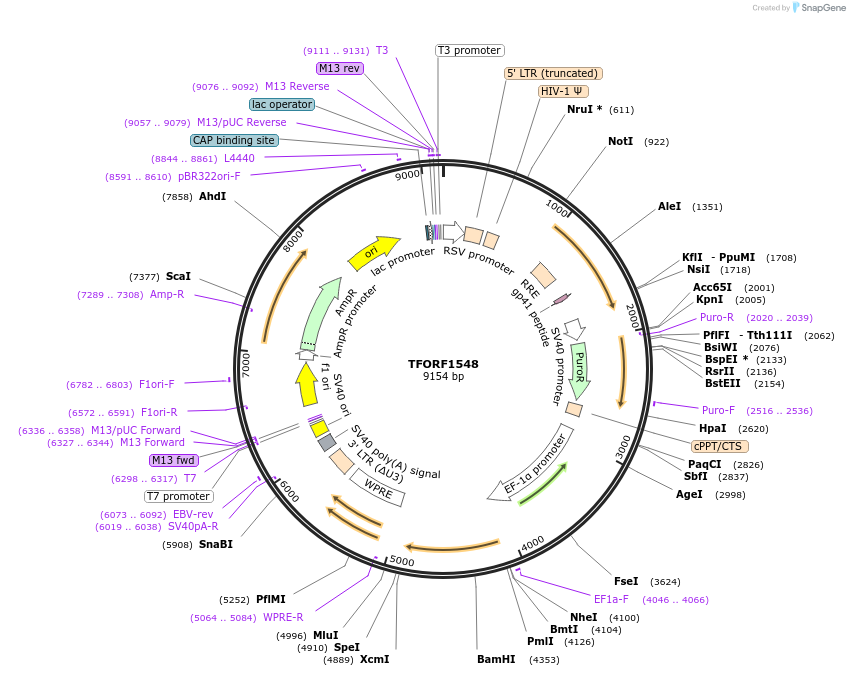 143292-plasmid-map-sequence-id-396157