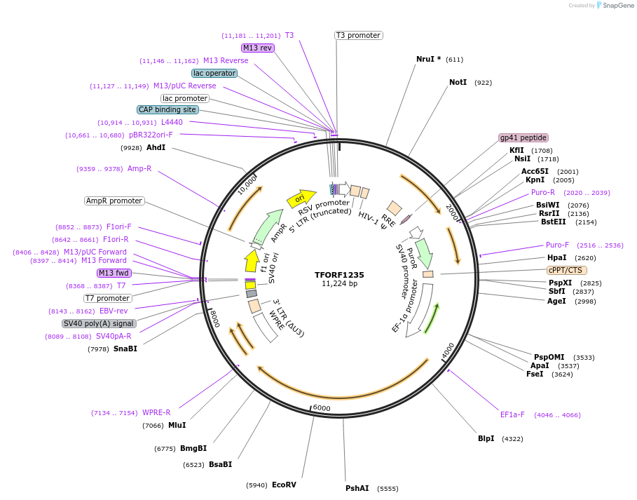 144095-plasmid-map-sequence-id-396164