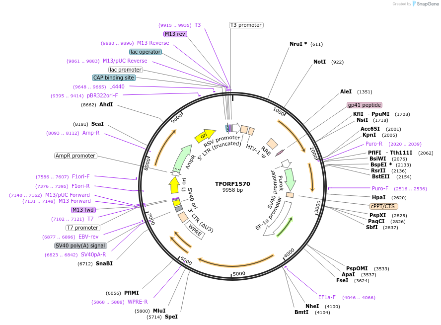 144105-plasmid-map-sequence-id-396179