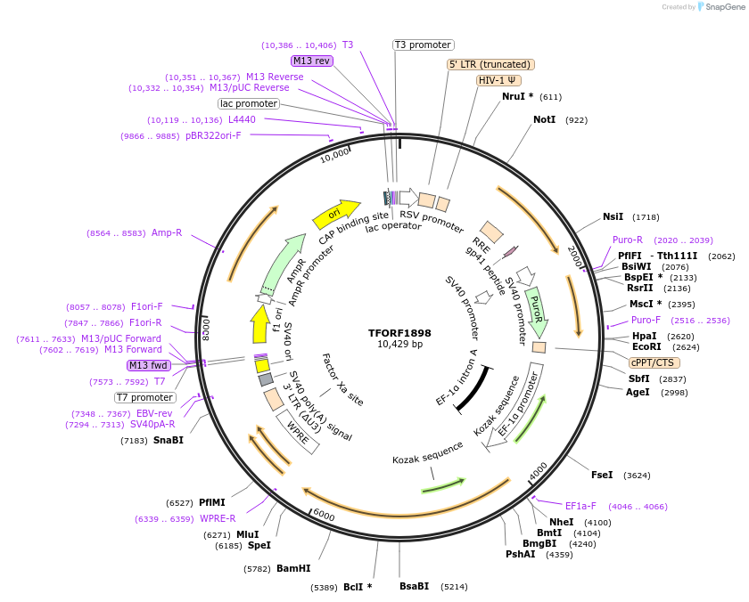 144116-plasmid-map-sequence-id-396183
