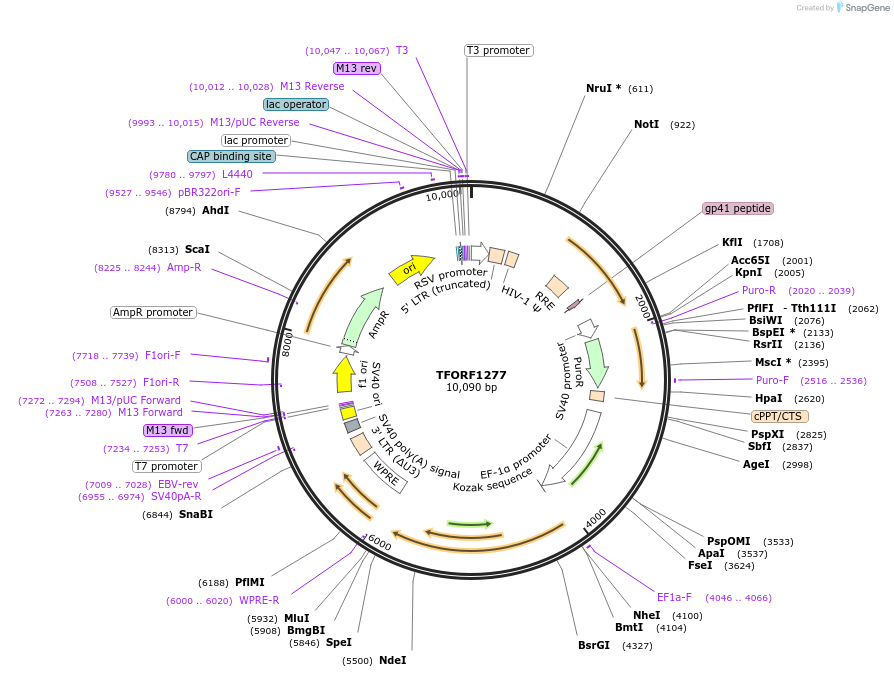 144102-plasmid-map-sequence-id-396184