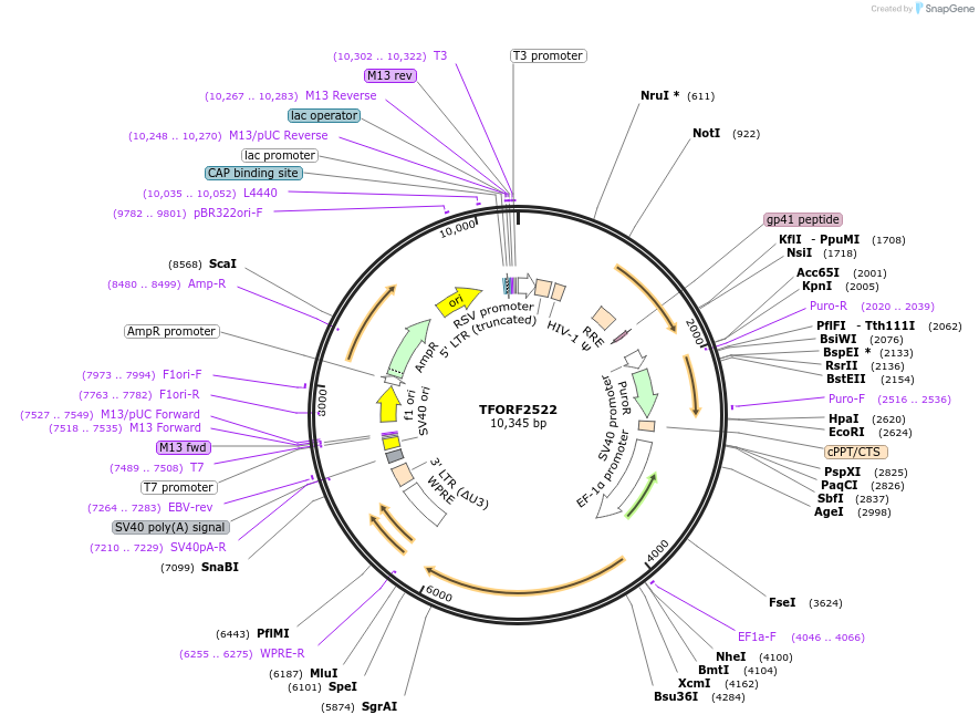 144126-plasmid-map-sequence-id-396195