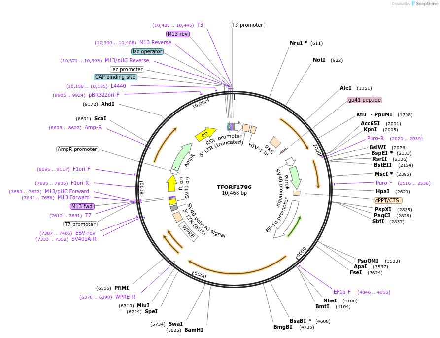 144111-plasmid-map-sequence-id-396198