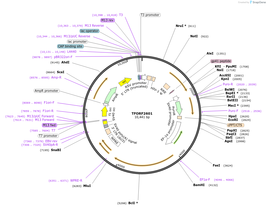 144133-plasmid-map-sequence-id-396200