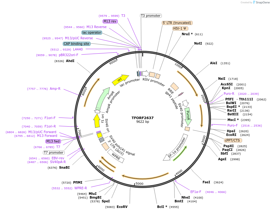 144141-plasmid-map-sequence-id-396203