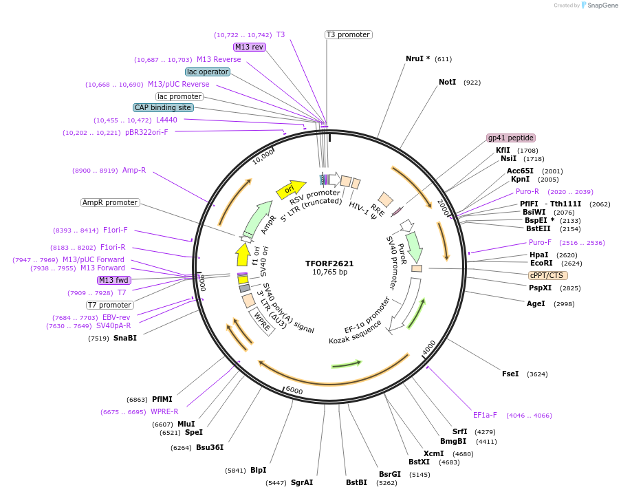 144139-plasmid-map-sequence-id-396207