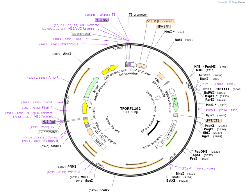 144087-plasmid-map-sequence-id-396210