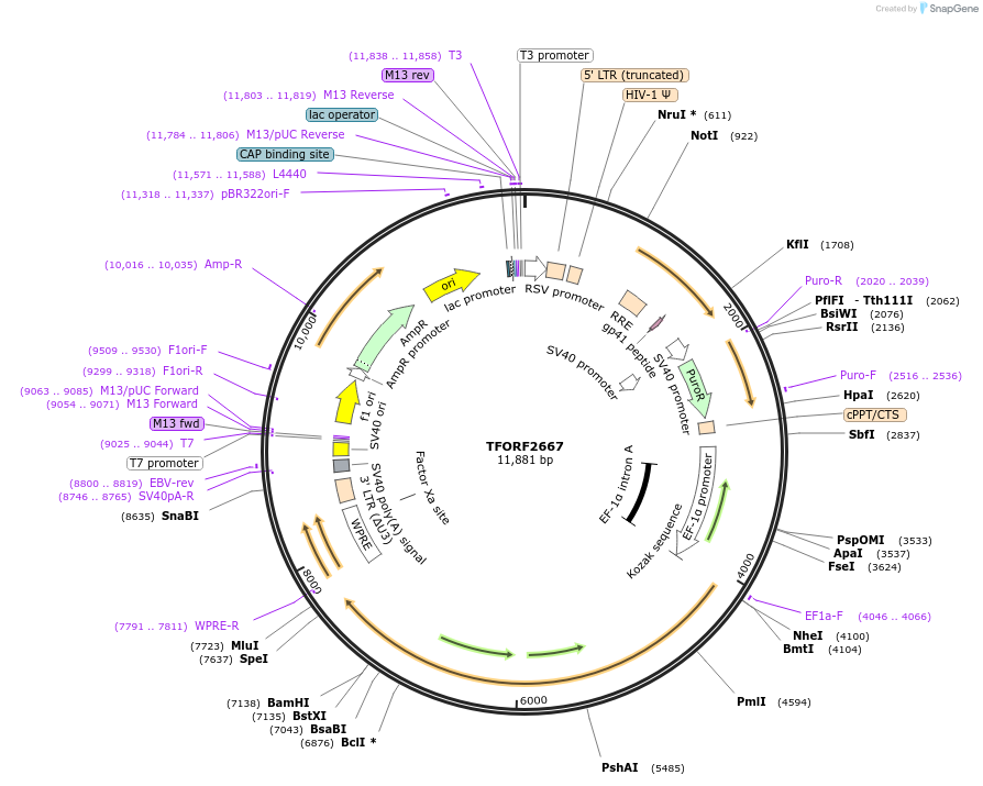 144142-plasmid-map-sequence-id-396214