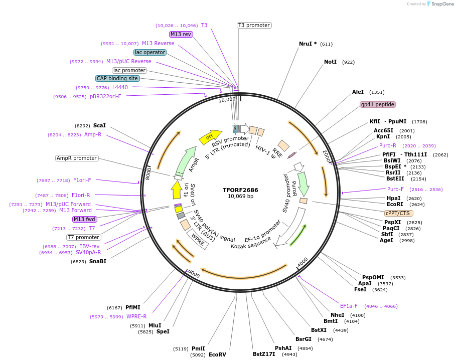 144147-plasmid-map-sequence-id-396217