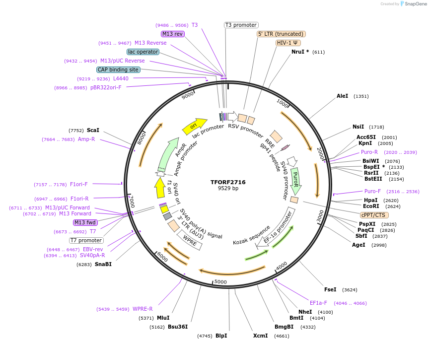 144152-plasmid-map-sequence-id-396220