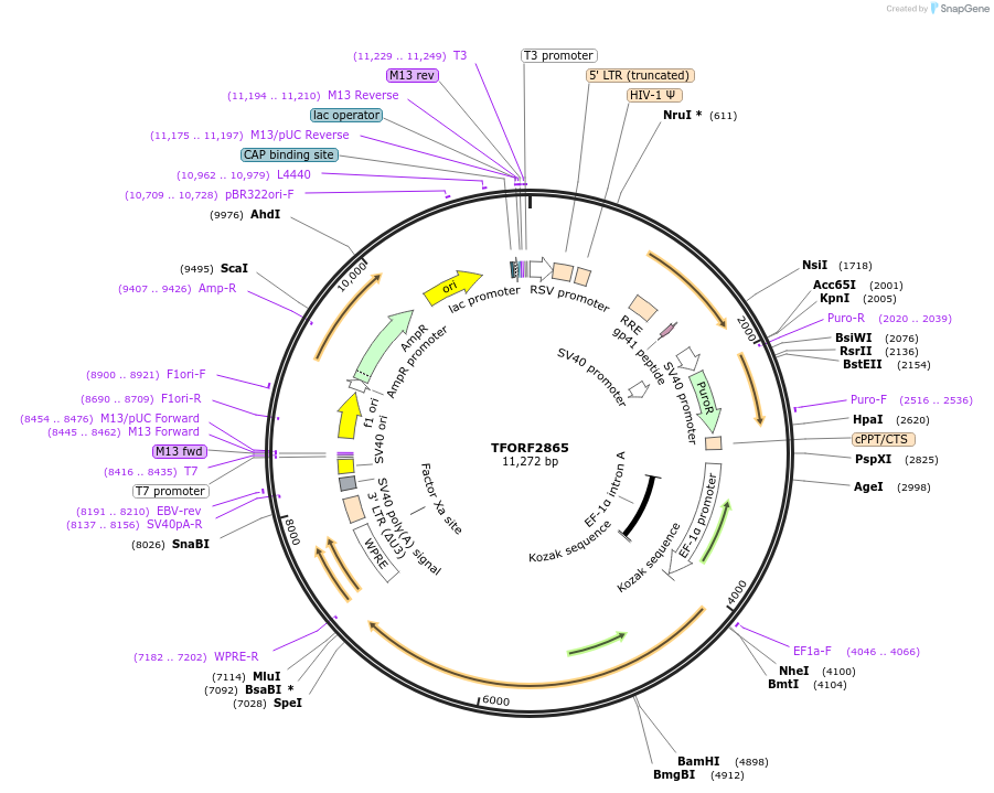 144159-plasmid-map-sequence-id-396221