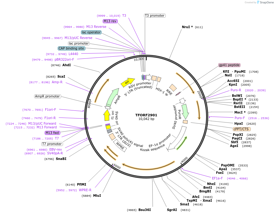 144161-plasmid-map-sequence-id-396224