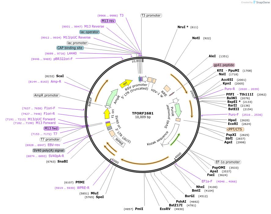 144145-plasmid-map-sequence-id-396229