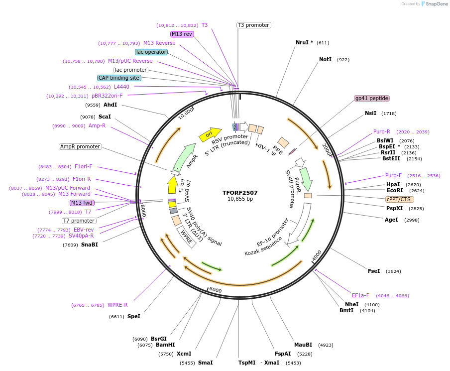 144123-plasmid-map-sequence-id-396230
