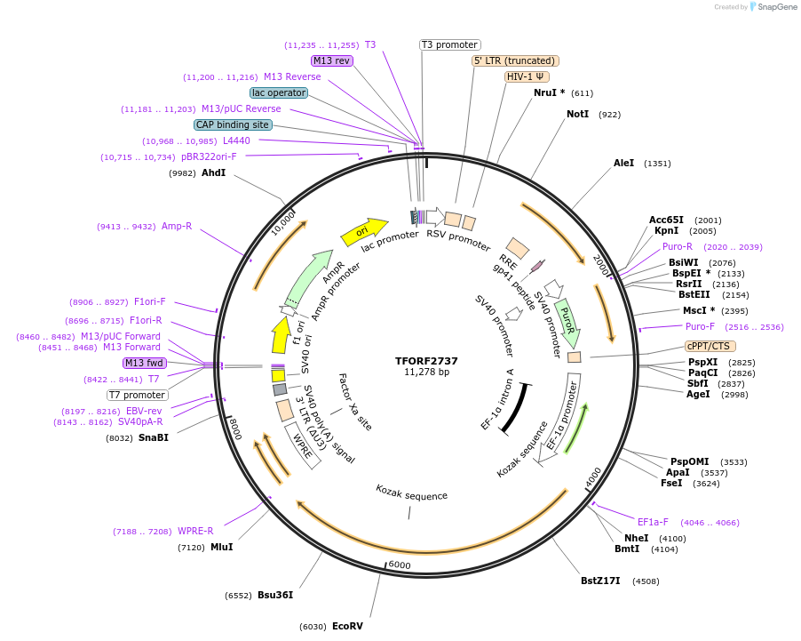 144154-plasmid-map-sequence-id-396231