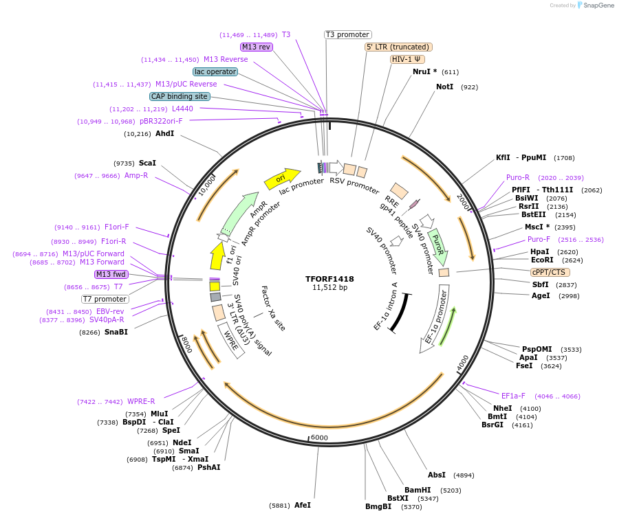 143803-plasmid-map-sequence-id-396246