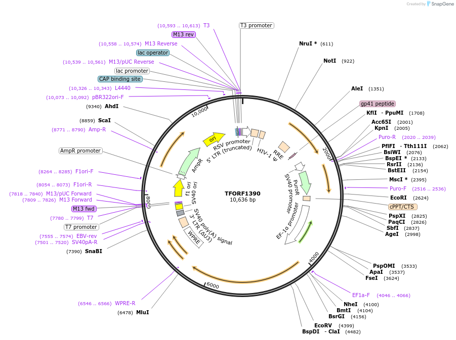 143798-plasmid-map-sequence-id-396250