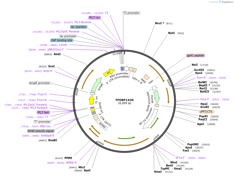 143804-plasmid-map-sequence-id-396251