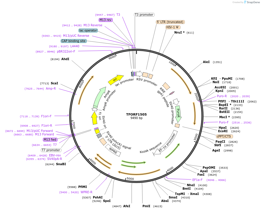 143816-plasmid-map-sequence-id-396253