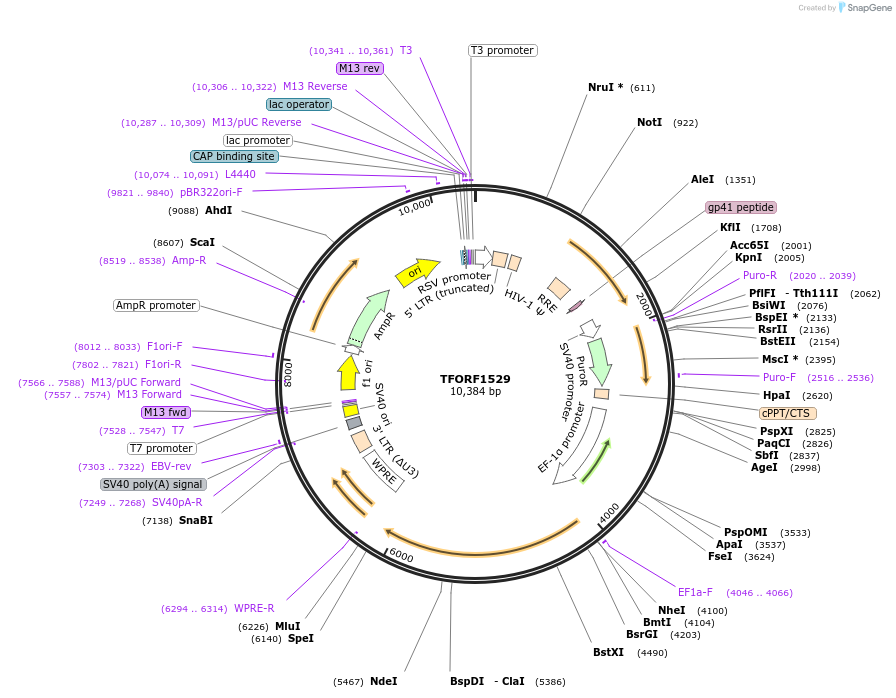 143820-plasmid-map-sequence-id-396256