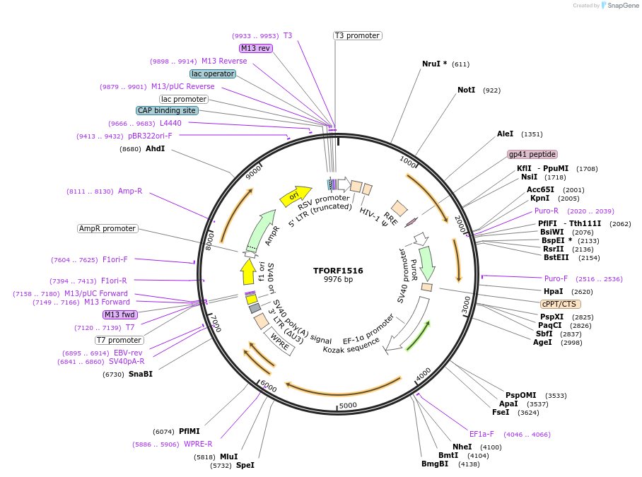 143818-plasmid-map-sequence-id-396263