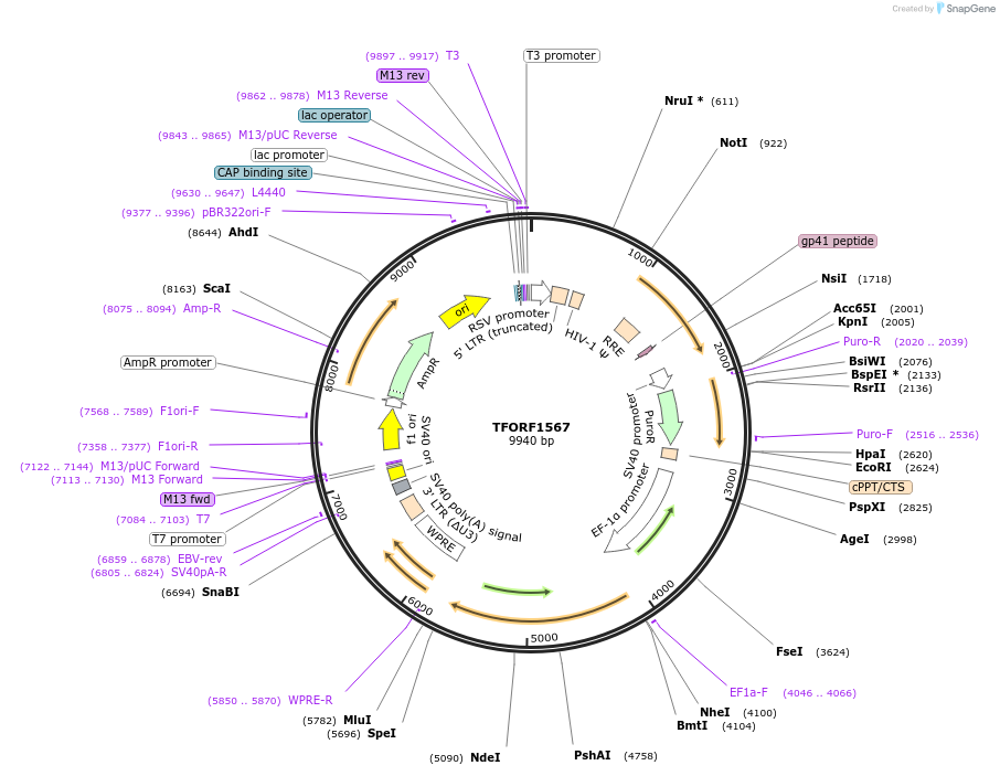 143826-plasmid-map-sequence-id-396267