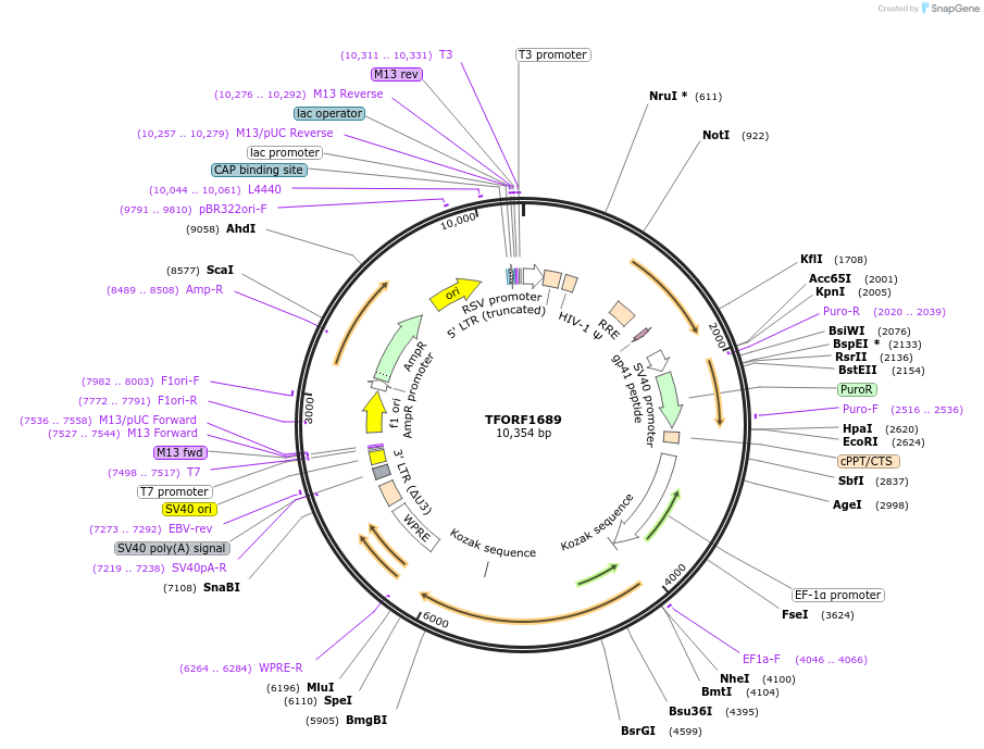 143837-plasmid-map-sequence-id-396268