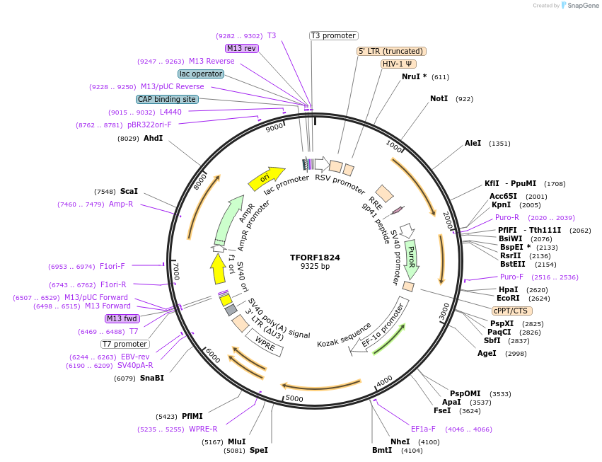 143852-plasmid-map-sequence-id-396277