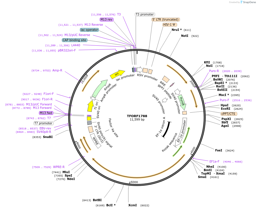 143847-plasmid-map-sequence-id-396280