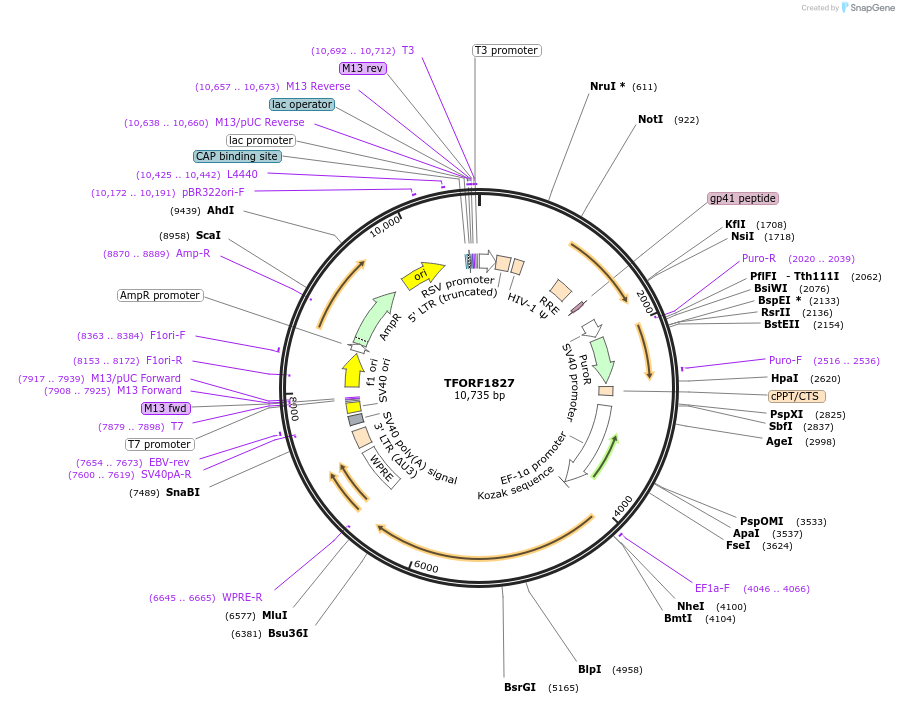 143853-plasmid-map-sequence-id-396284