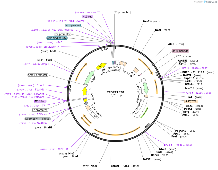 143821-plasmid-map-sequence-id-396292