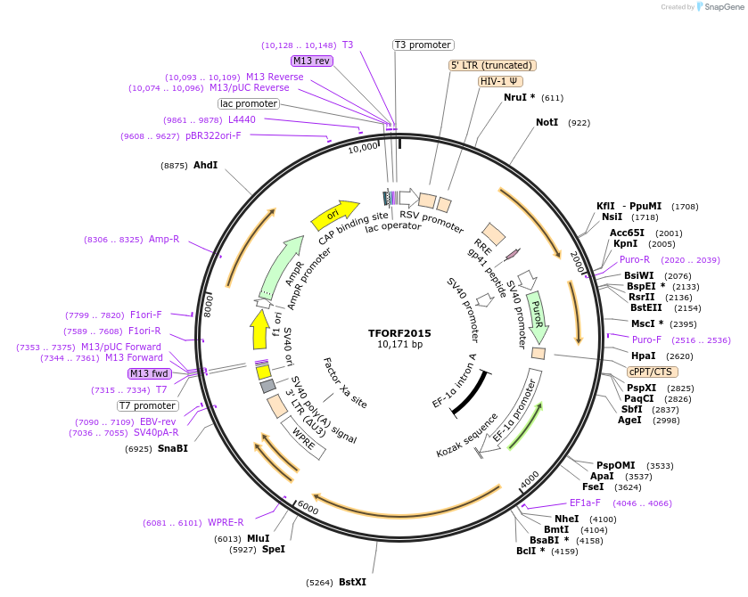 143865-plasmid-map-sequence-id-396294