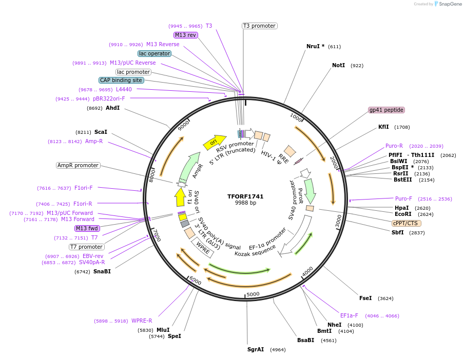 143841-plasmid-map-sequence-id-396300