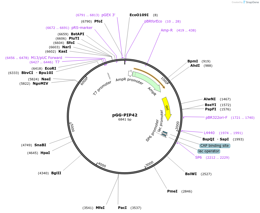 196780-plasmid-map-sequence-id-396301