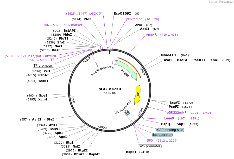 196758-plasmid-map-sequence-id-396302
