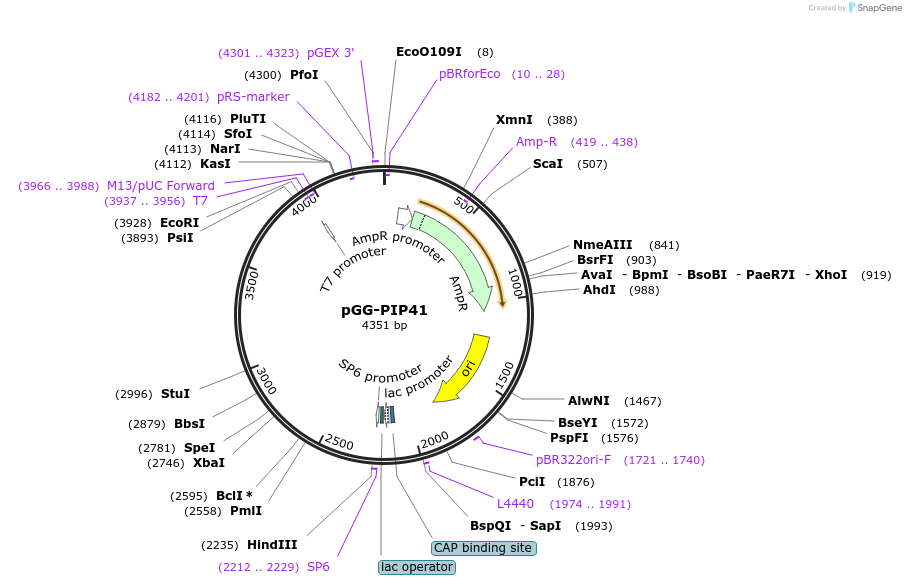 196779-plasmid-map-sequence-id-396304