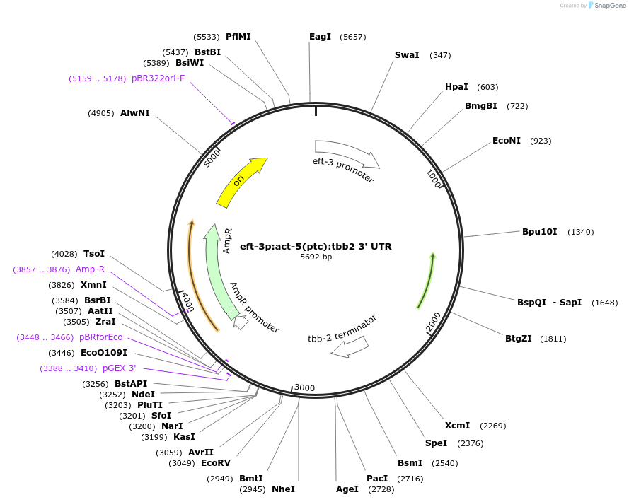 202331-plasmid-map-sequence-id-396314