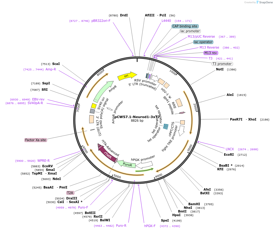 200890-plasmid-map-sequence-id-396315