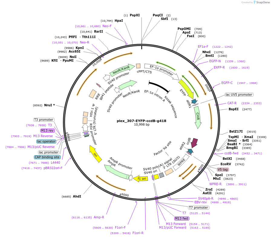 201128-plasmid-map-sequence-id-396318
