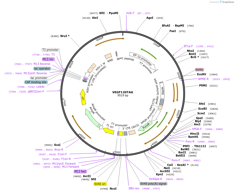 200946-plasmid-map-sequence-id-396320