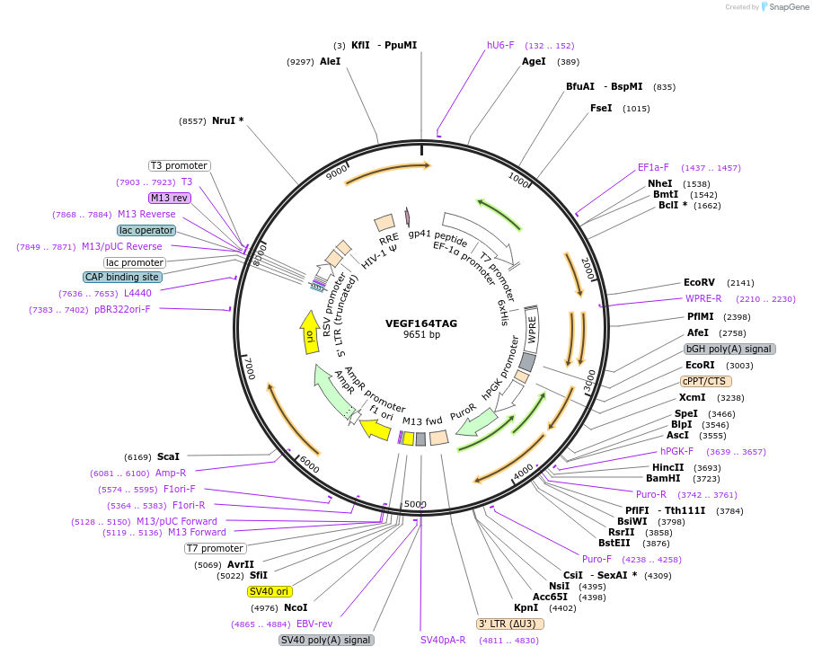 200947-plasmid-map-sequence-id-396321