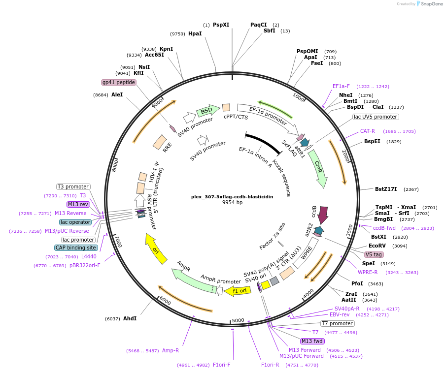 201123-plasmid-map-sequence-id-396322