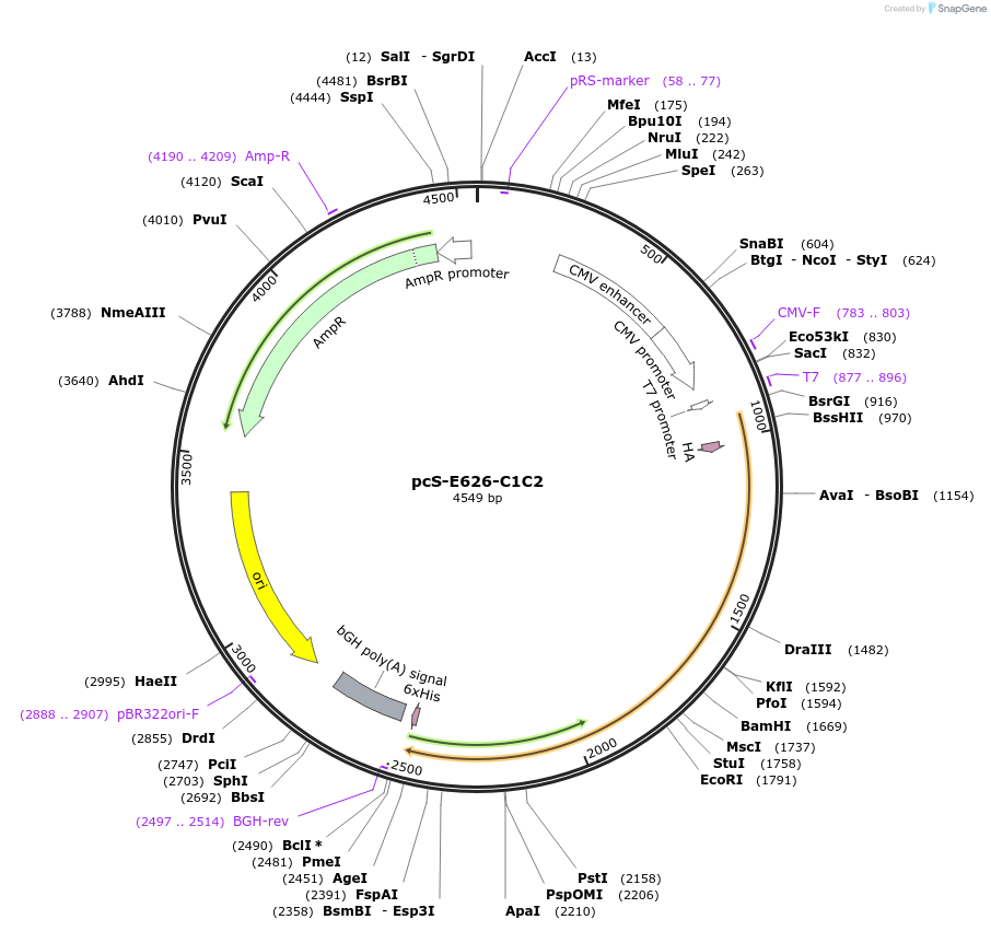 200162-plasmid-map-sequence-id-396334