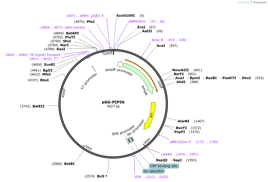 196794-plasmid-map-sequence-id-396339