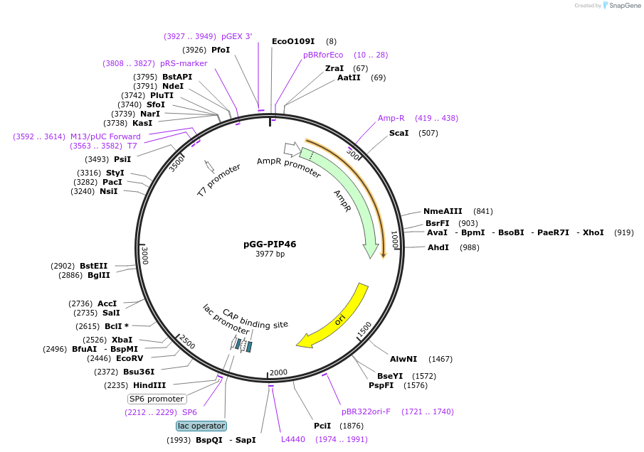 196784-plasmid-map-sequence-id-396340